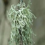 طحلب البلوط