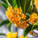 زهرة الأوسمانثوس