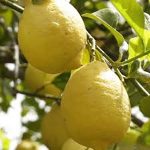 Sicilian Lemon