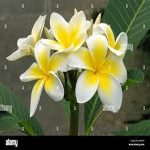 الياسمين الهندي